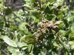 Chenopodium oahuense (Meyen) Aellen的图像