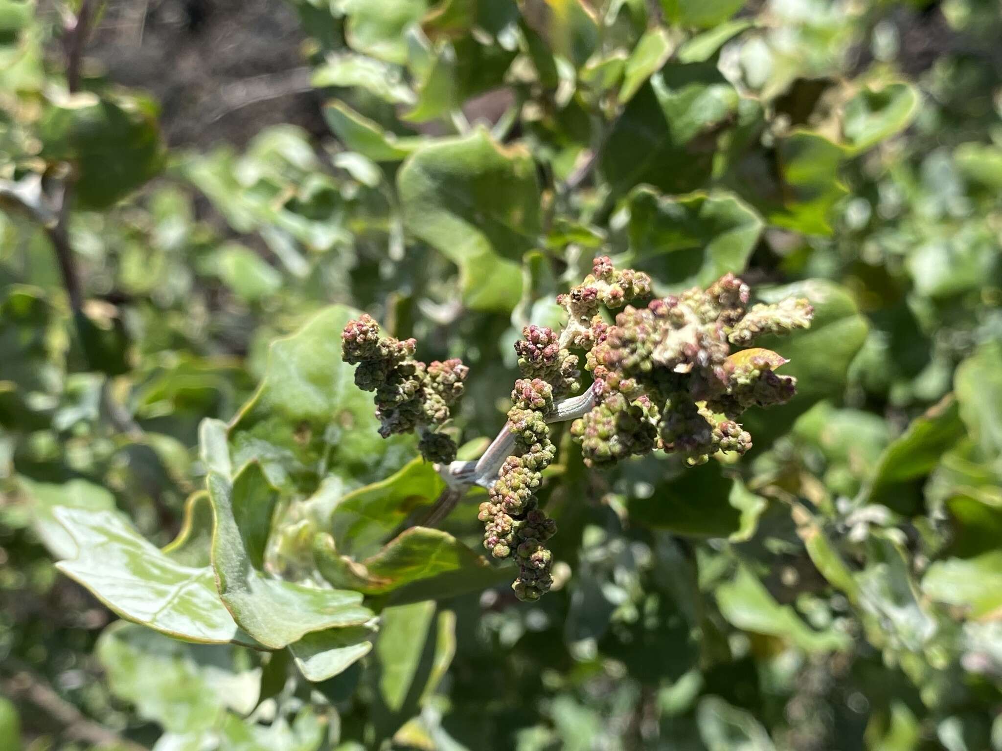 Chenopodium oahuense (Meyen) Aellen的图像