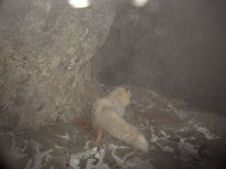 Image of fox, red fox