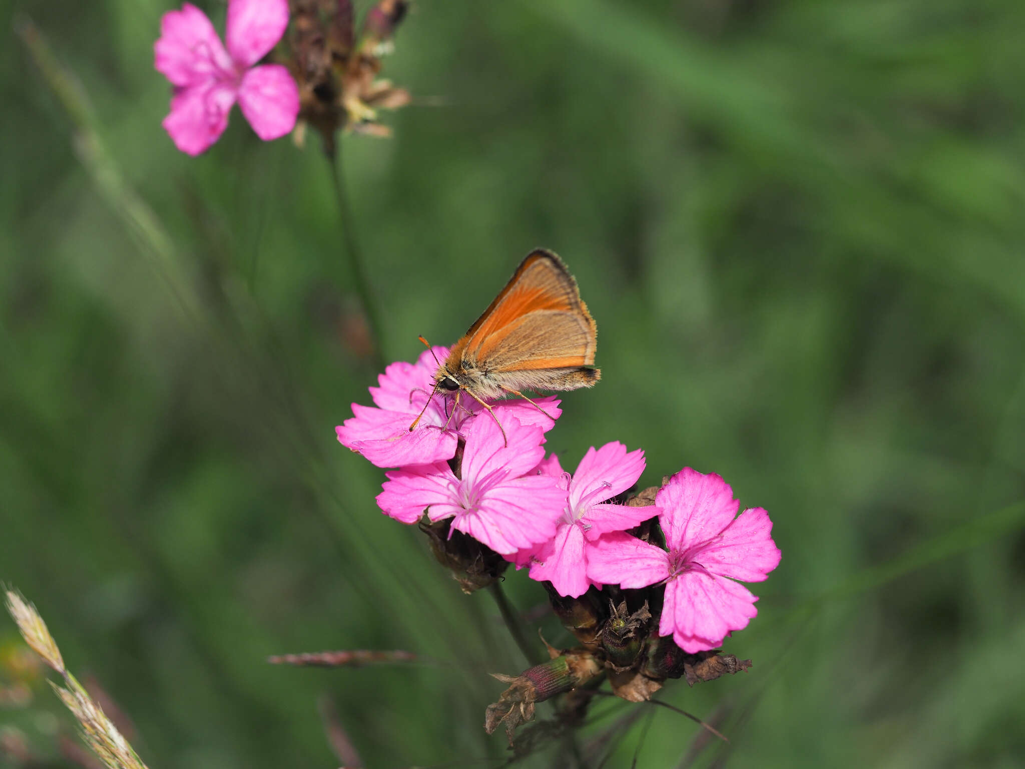 صورة Dianthus carthusianorum L.