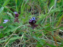 Image de Anchusella variegata (L.) M. Bigazzi, E. Nardi & F. Selvi