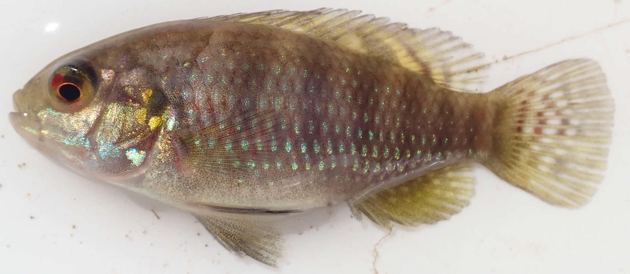 Image of Banded bream