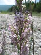 صورة Myricaria longifolia (Willd.) Ehrenb.