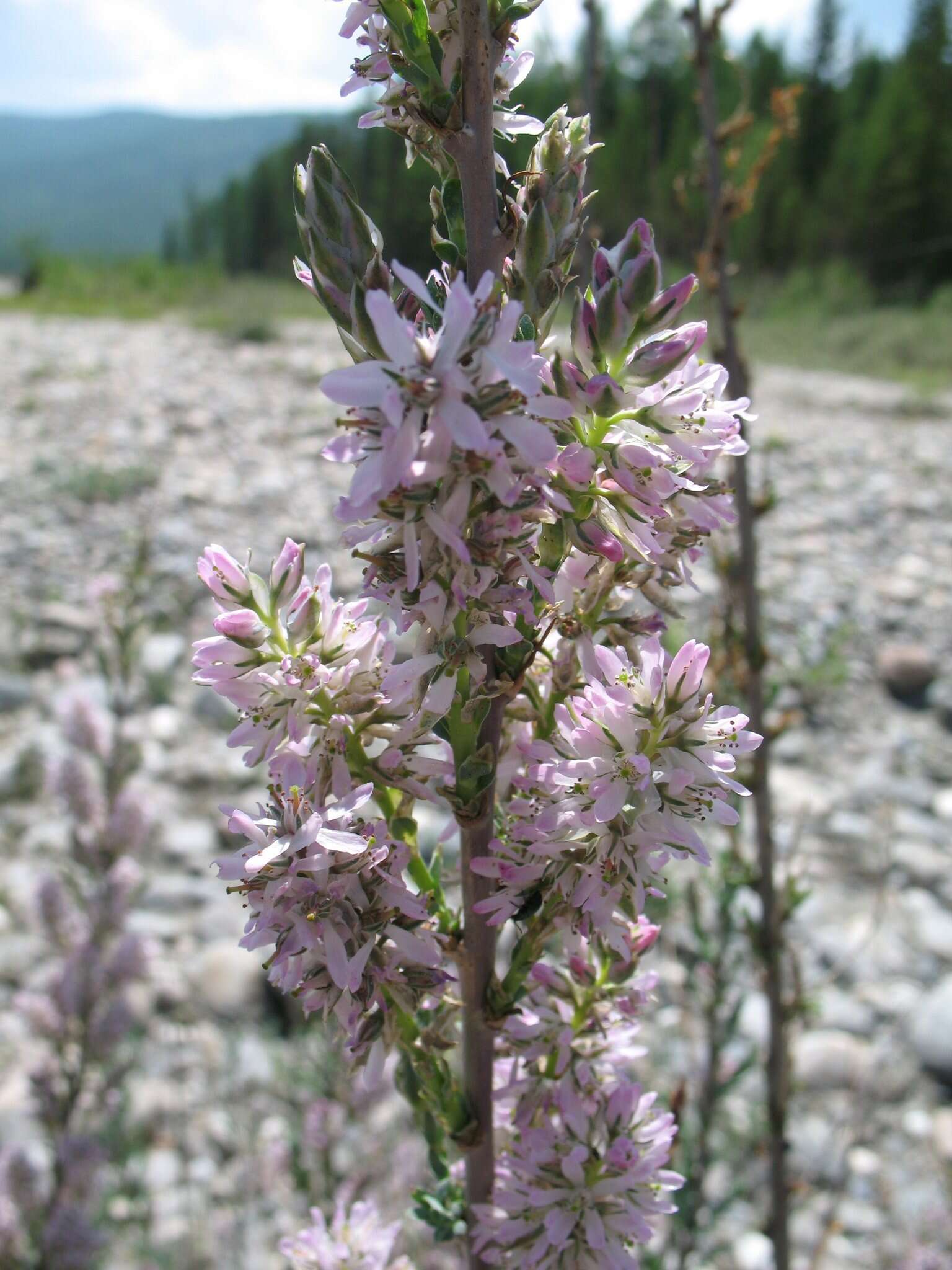 صورة Myricaria longifolia (Willd.) Ehrenb.