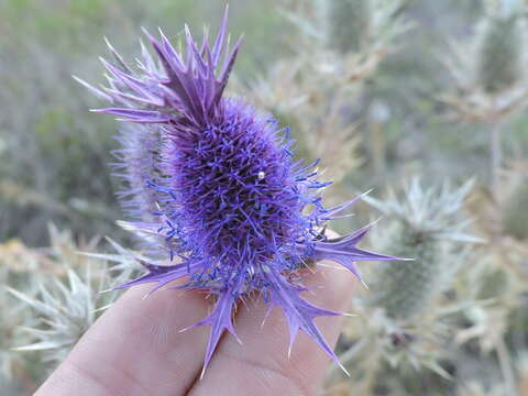 Image of Leavenworth's eryngo