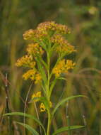 Image of Riddell's Goldenrod