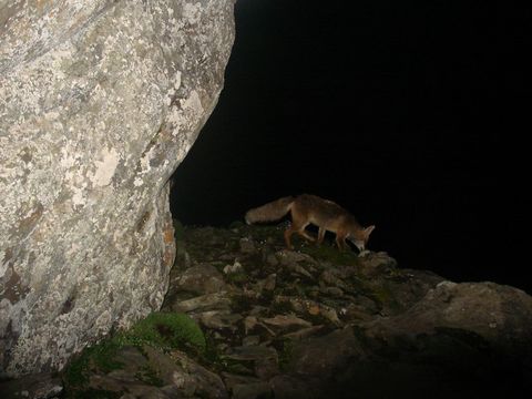 Image of fox, red fox