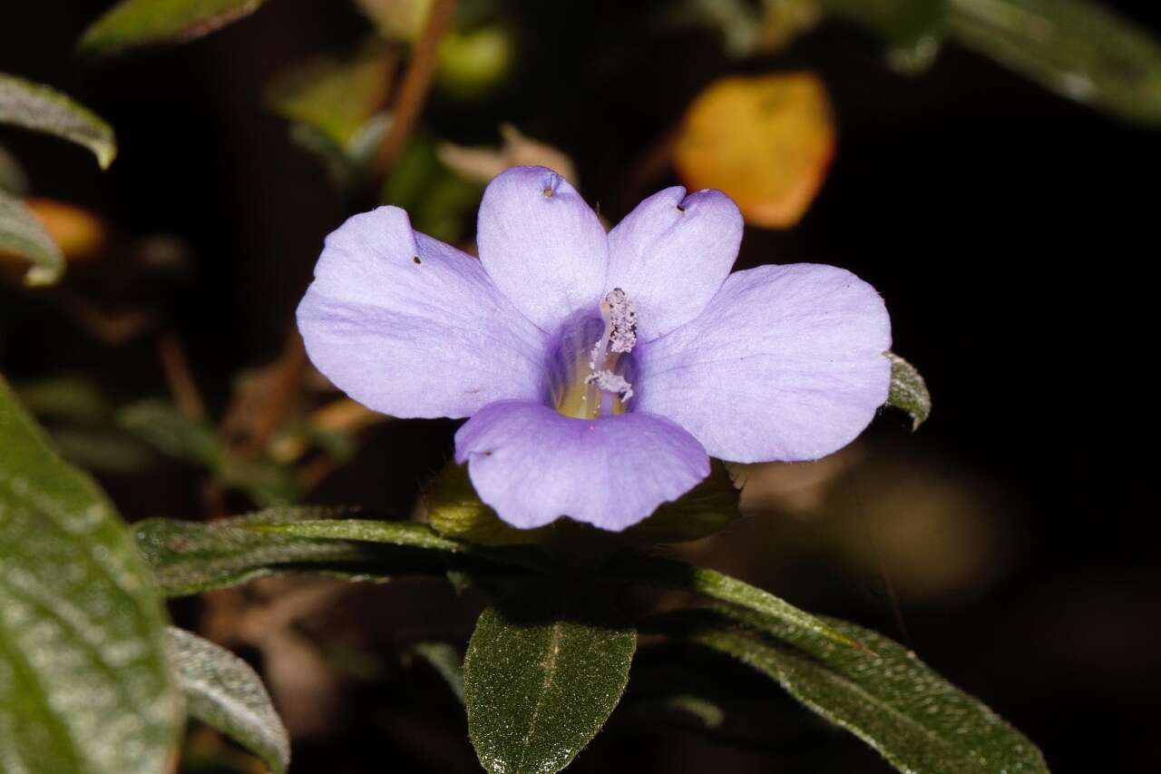 Image of Barleria crassa C. B. Cl.