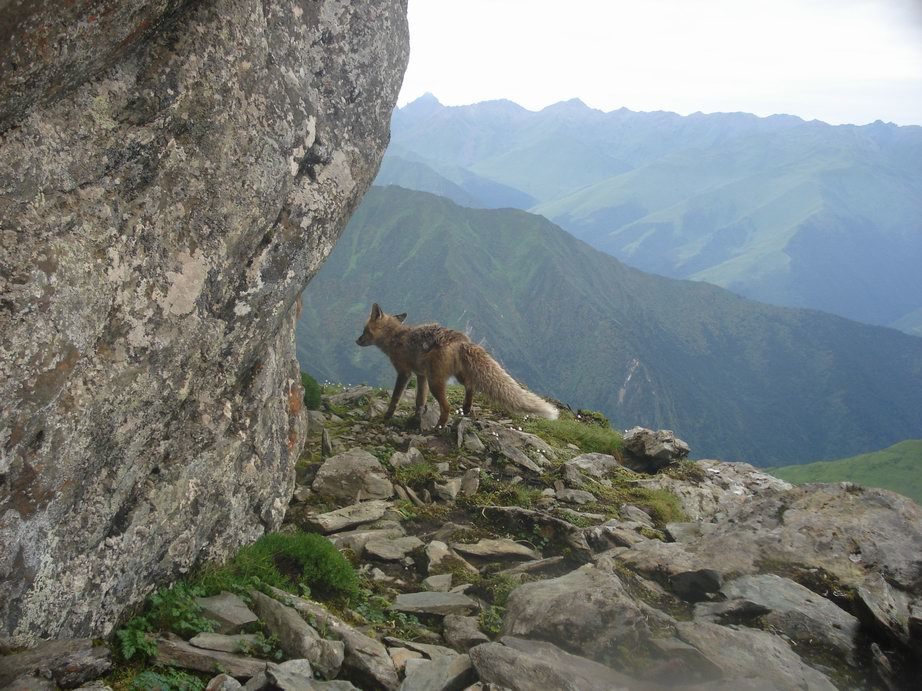 Image of fox, red fox