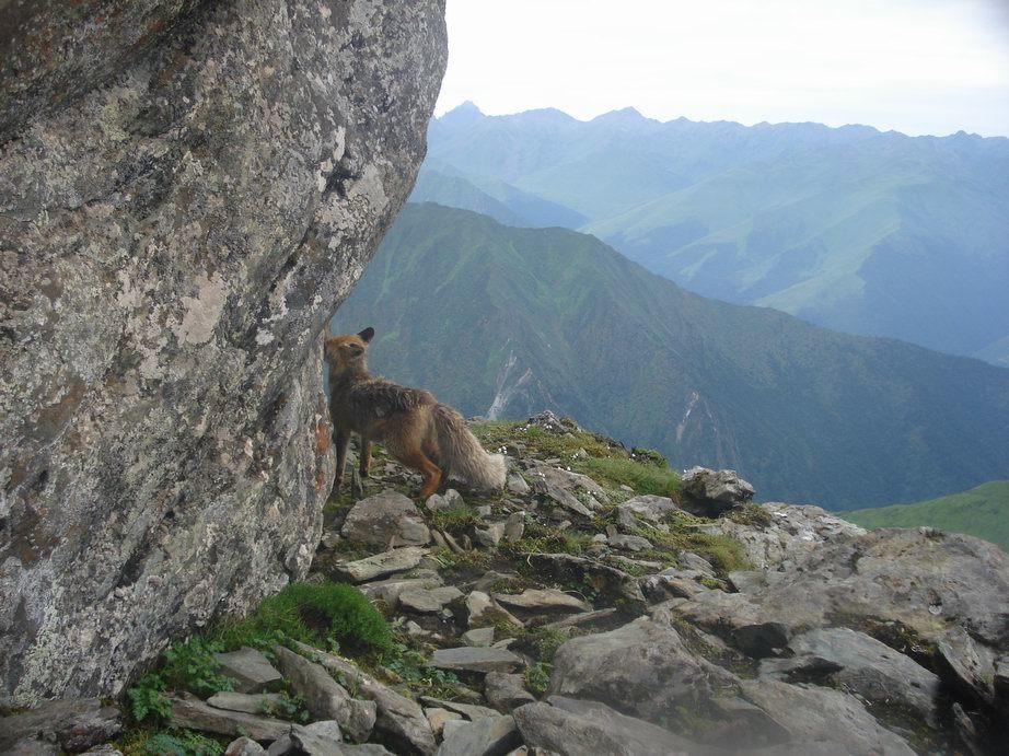 Image of fox, red fox