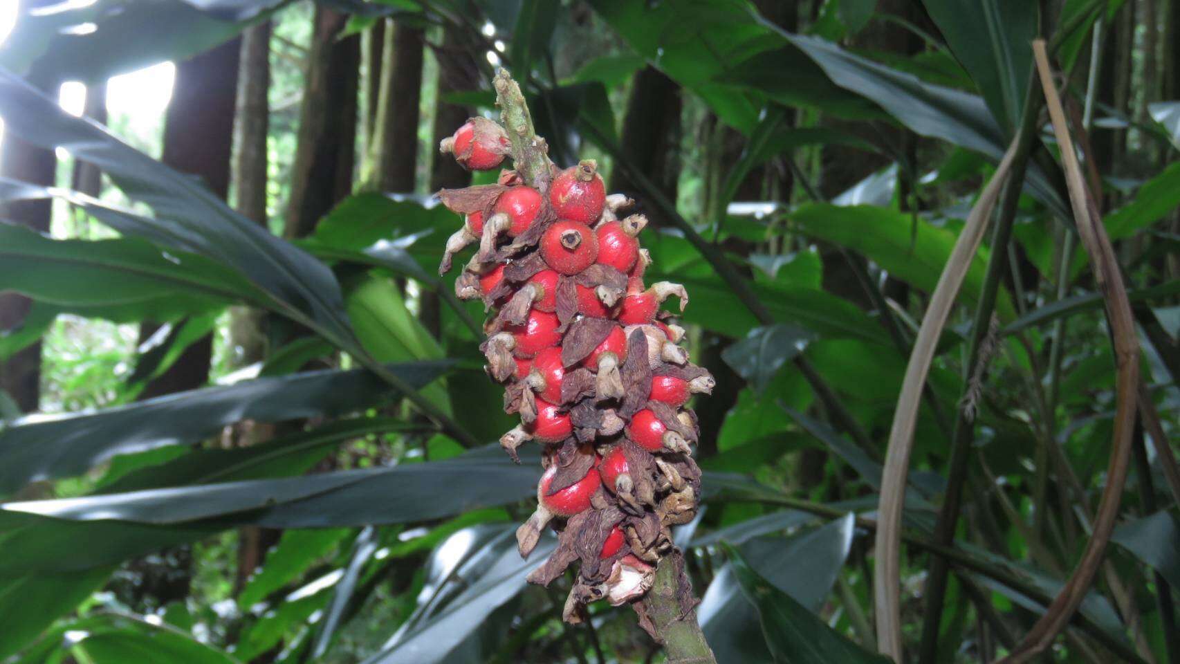 Image of Alpinia sessiliflora Kitam.