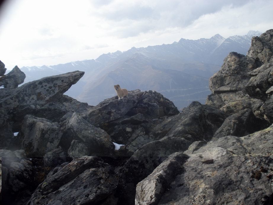 Image of Mountain Weasel