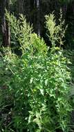 Rumex abyssinicus Jacq. resmi