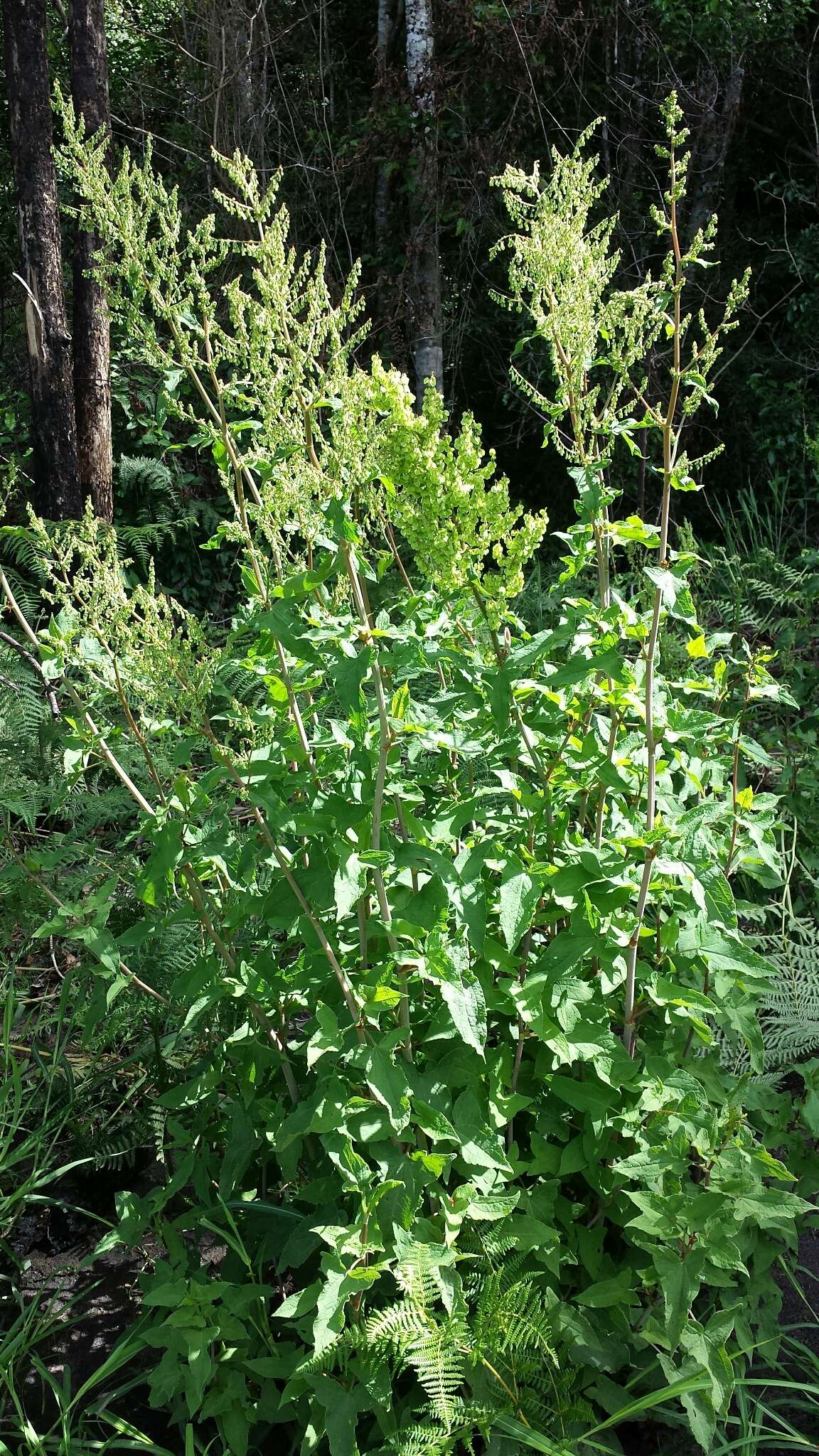 Image of Rumex abyssinicus Jacq.