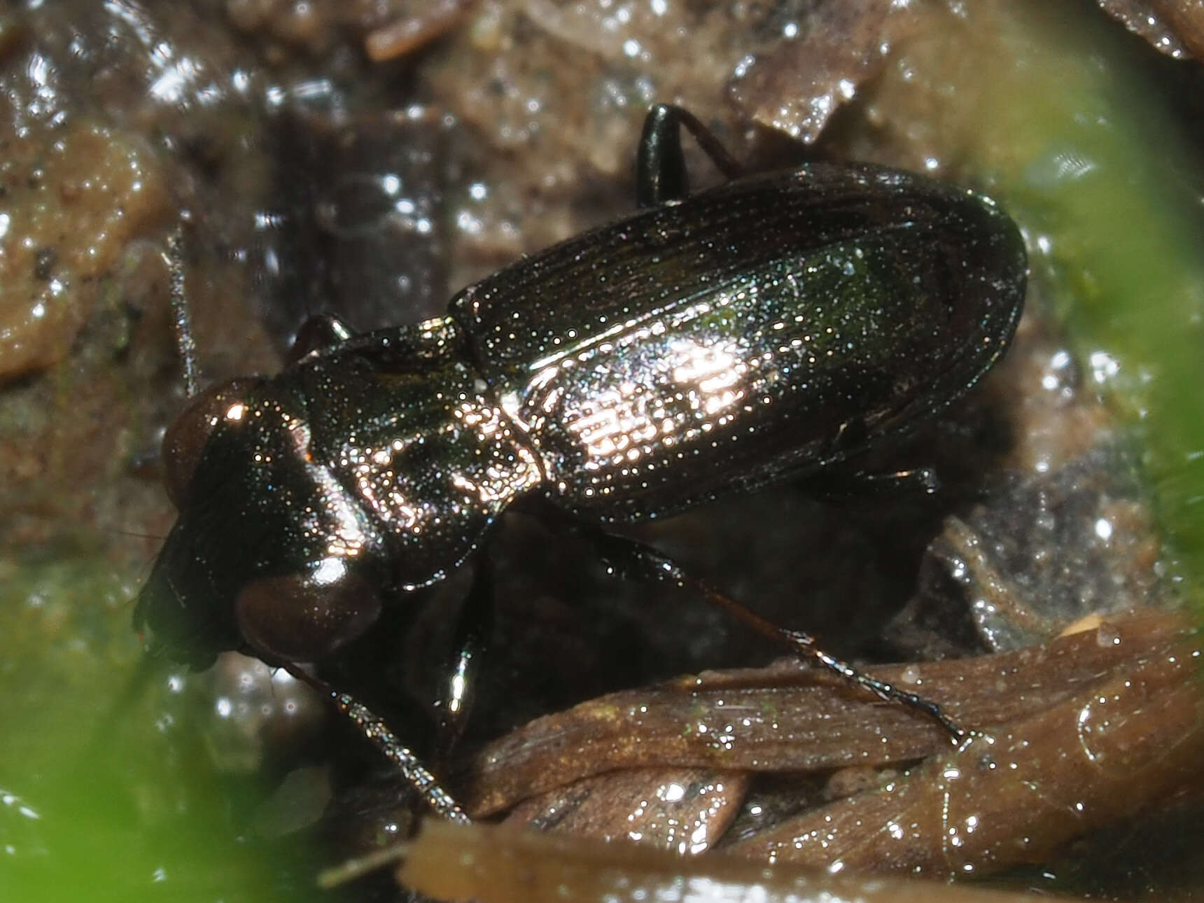 Image of Rough-necked Springtail-stalker