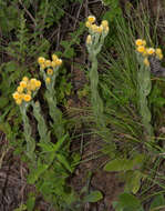 Image of Helichrysum mixtum var. mixtum