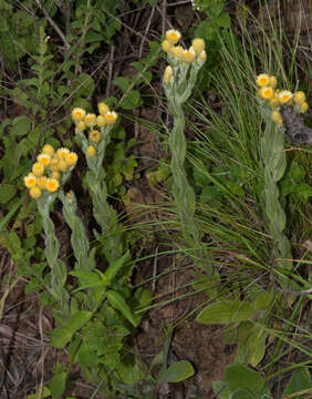 Image de Helichrysum mixtum var. mixtum