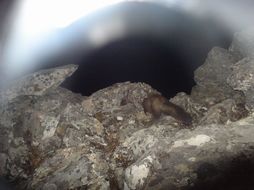 Image of Beech Marten