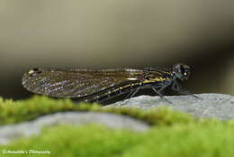 Image of Aristocypha quadrimaculata (Selys 1853)