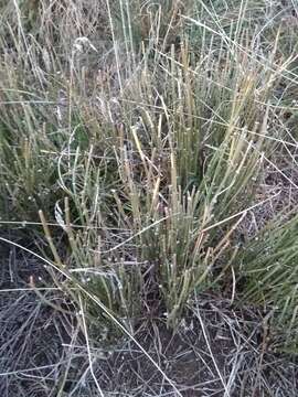 Image of Ephedra distachya subsp. helvetica (C. A. Mey.) Asch. & Graebn.