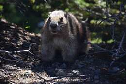 Image of Olympic Marmot