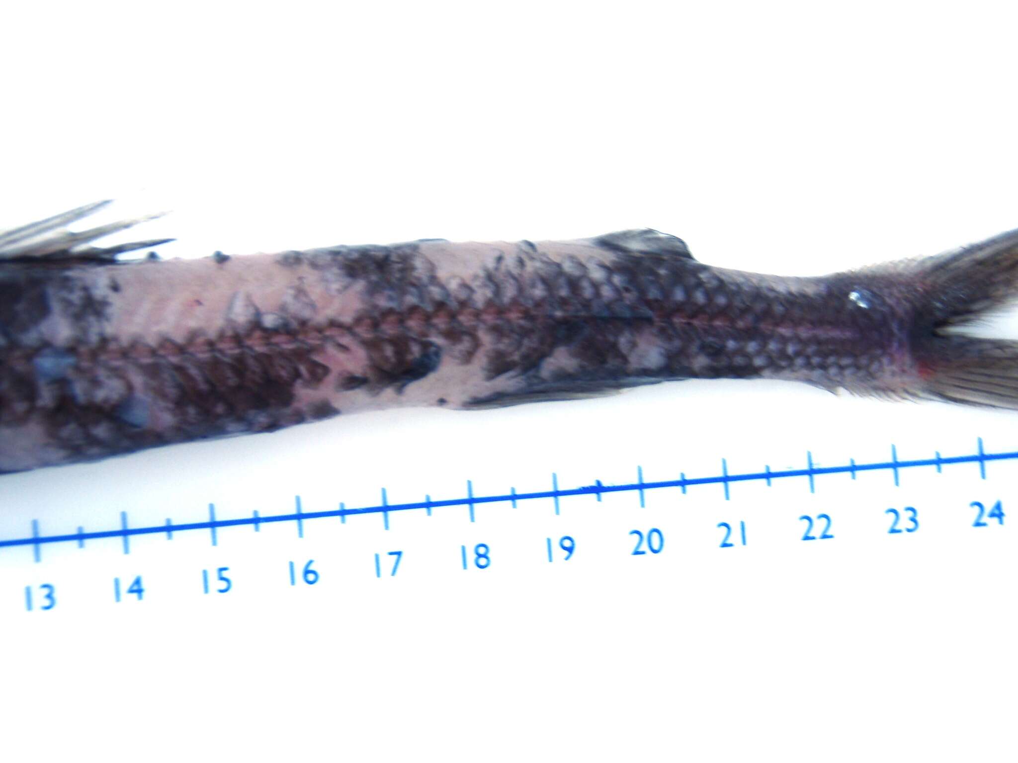 Image of waryfishes