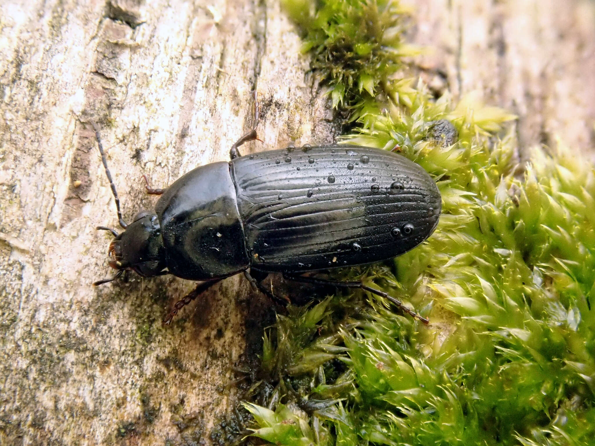 Image of Oodes helopioides (Fabricius 1792)