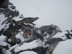 Image of Mountain Weasel