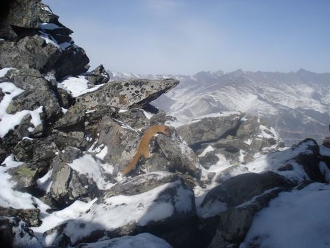 Image of Mountain Weasel