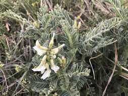 Imagem de Astragalus drummondii Dougl.