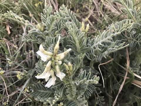 Image of Drummond's milkvetch