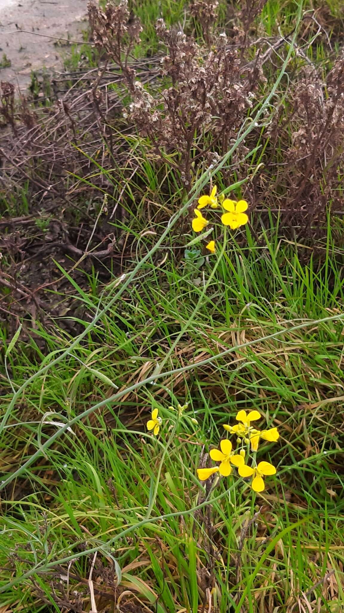 Image of Diplotaxis catholica (L.) DC.