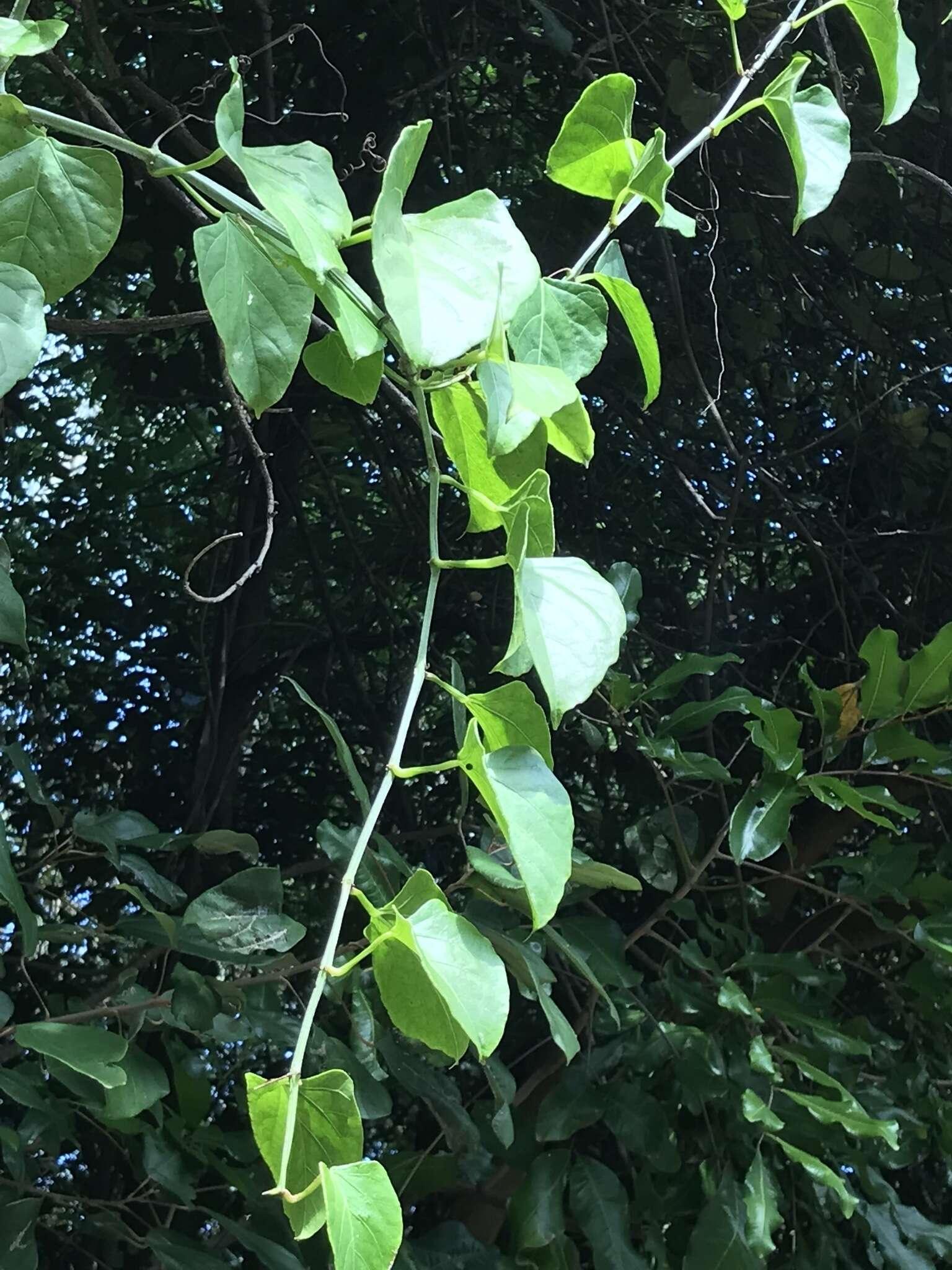 Image de Cissus hastata (Miq.) Planch.