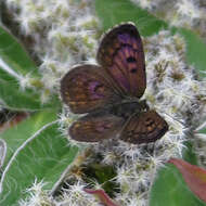 Image de Lycaena boldenarum White 1862