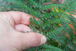 Image de Polystichum luctuosum (Kunze) T. Moore