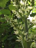 صورة Veratrum californicum var. caudatum (A. Heller) C. L. Hitchc.