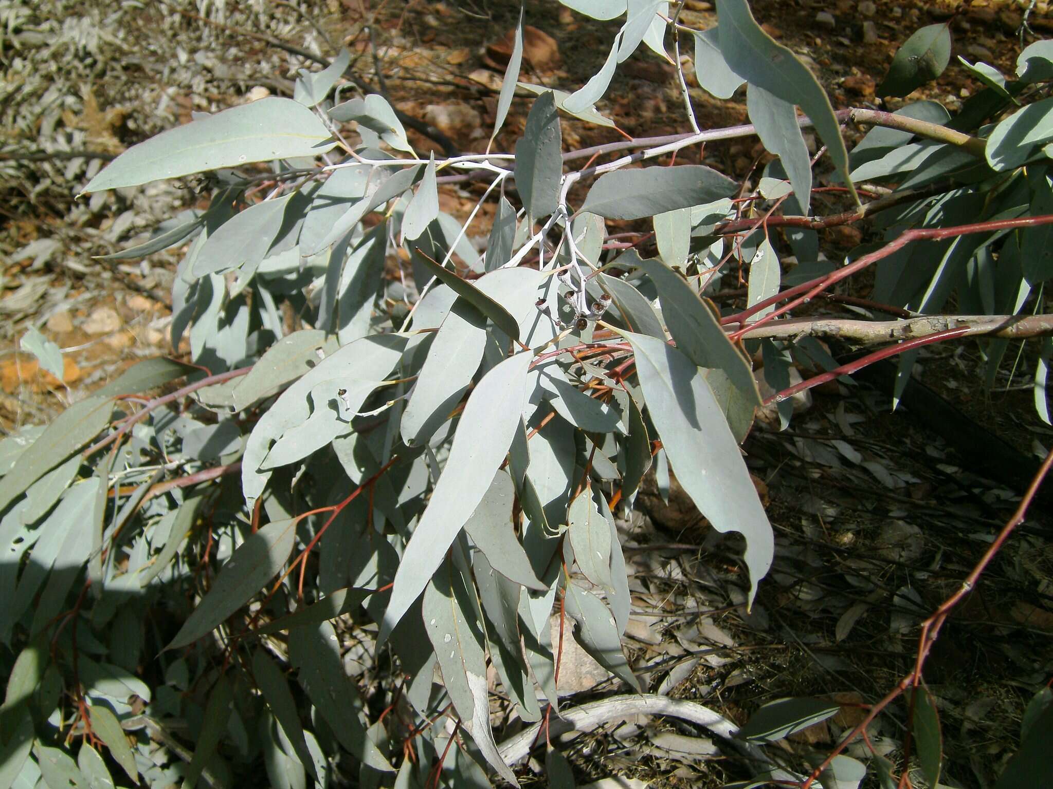 Image of Eucalyptus intertexta R. T. Baker