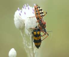 صورة Rhynocoris iracundus (Poda 1761)