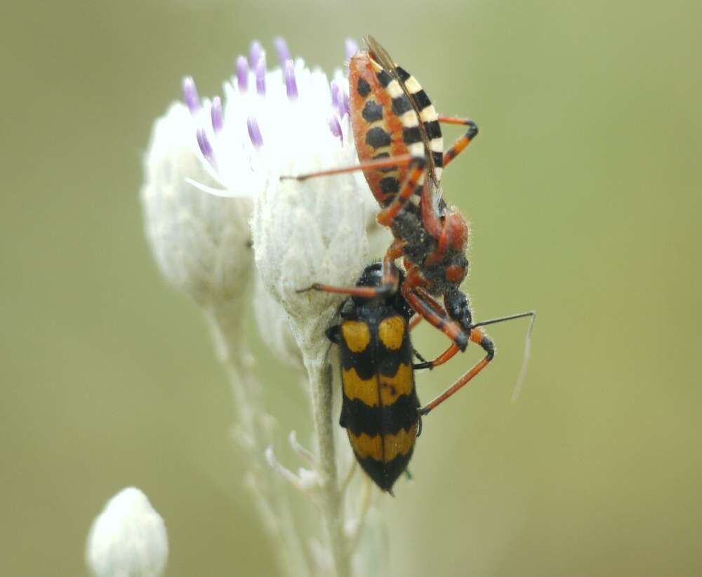 صورة Rhynocoris iracundus (Poda 1761)