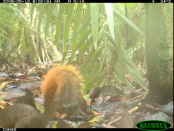 Image of Red-tailed Squirrel