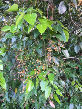 Image of Florida poisontree