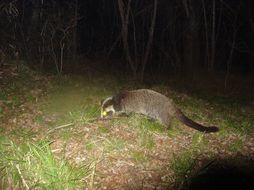 Image of Masked Palm Civet