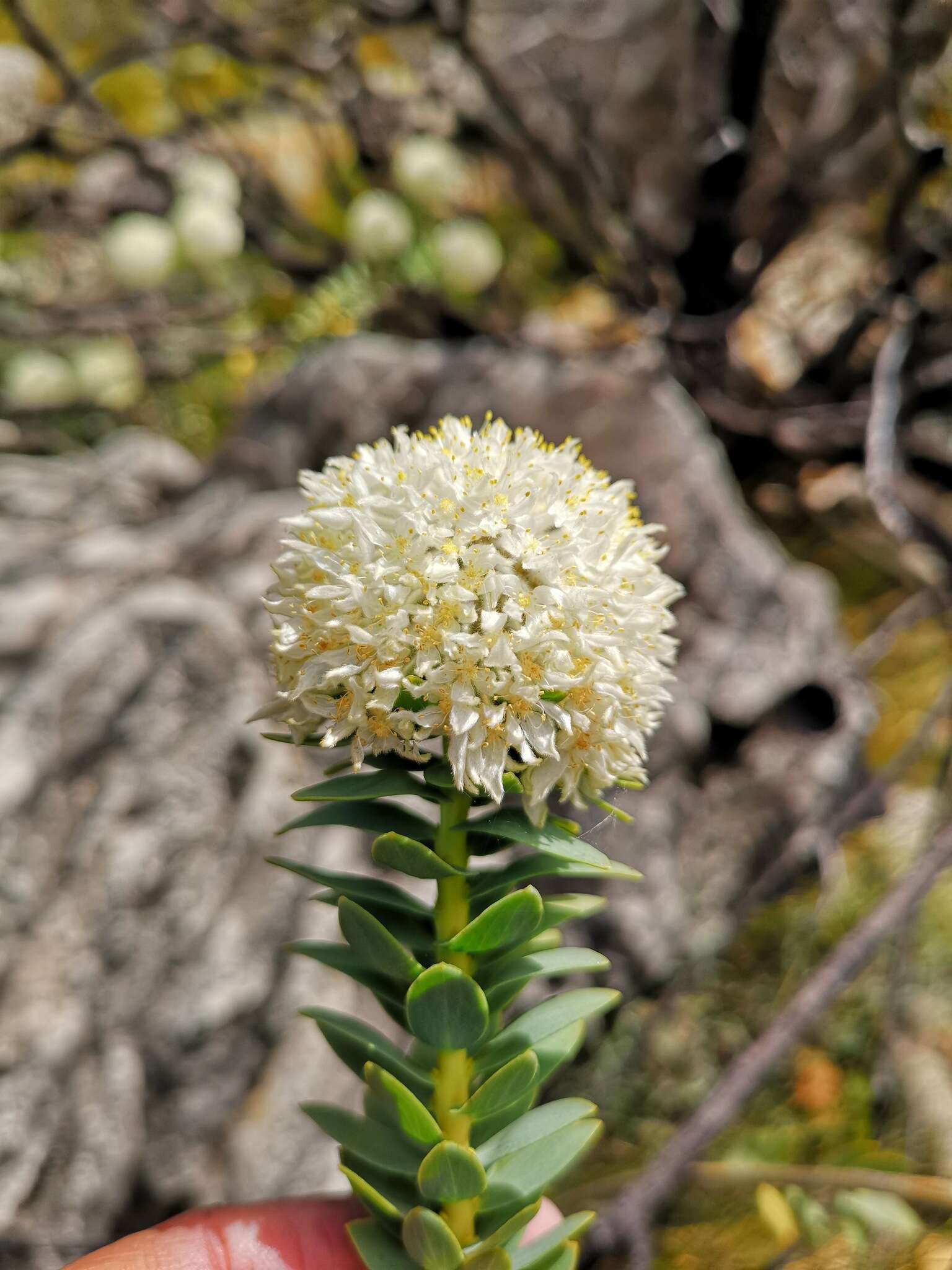 Image of Lachnaea pomposa Beyers