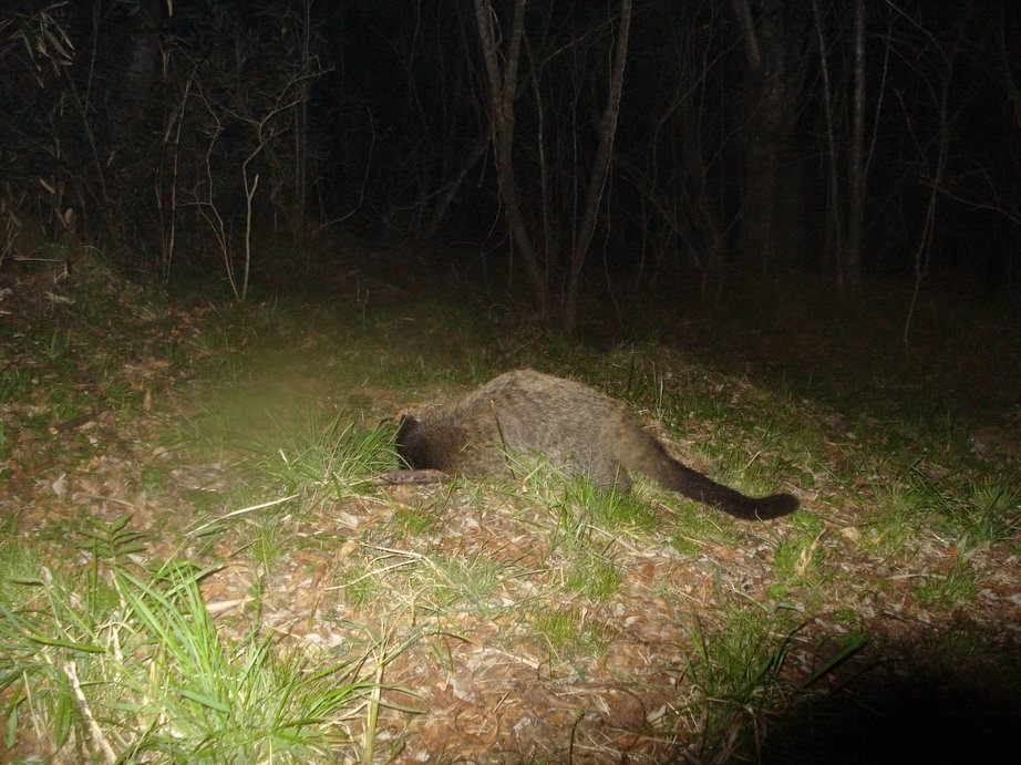 Image of Masked Palm Civet