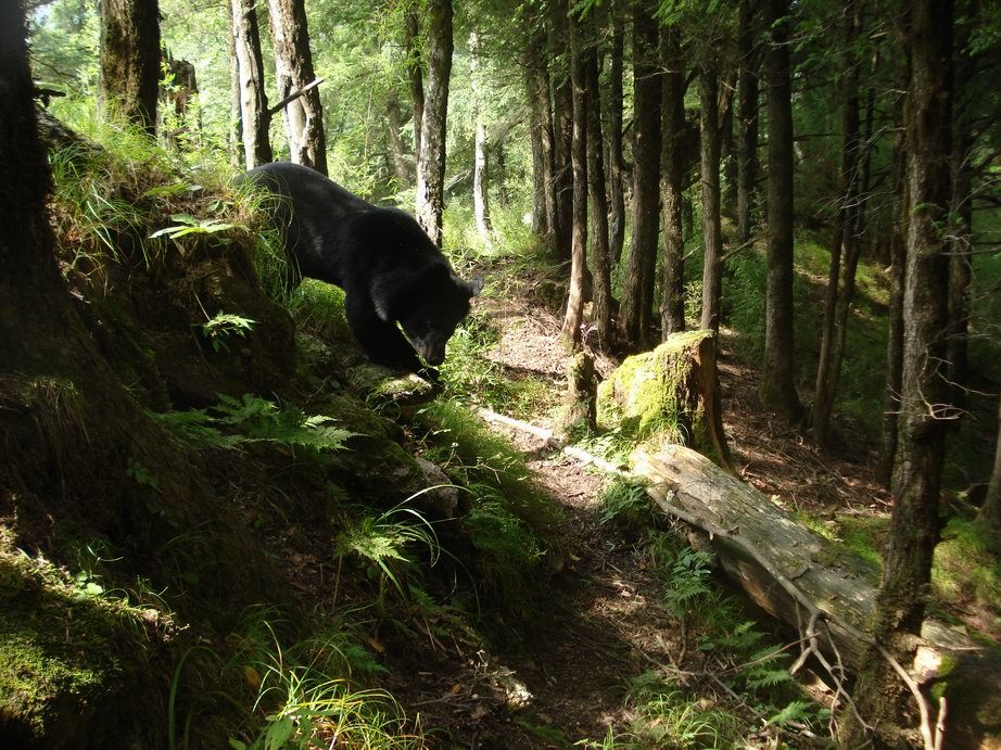 Image of Asiatic black bear