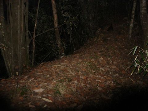 Image of Temminck's Tragopan