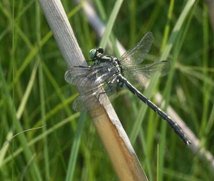 Image of Trigomphus nigripes (Selys 1887)