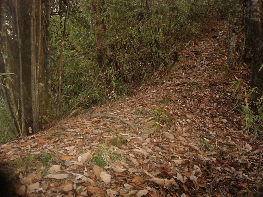 Image of Temminck's Tragopan