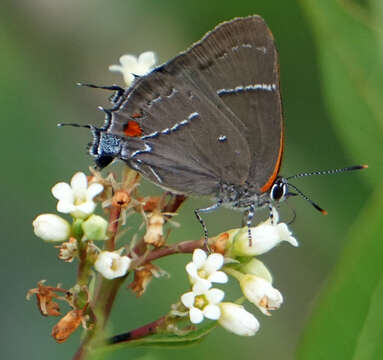 Image of White-M Hairstreak