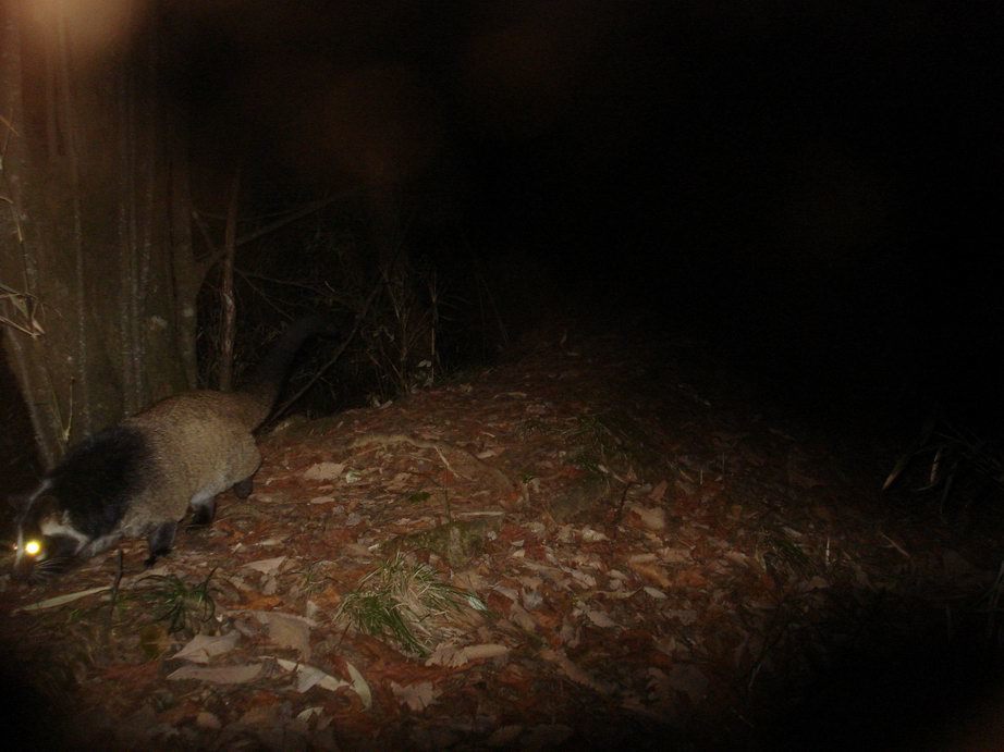 Image of Masked Palm Civet